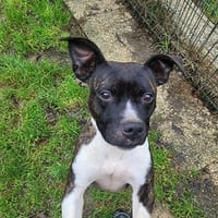 ORIA, chienne à adopter