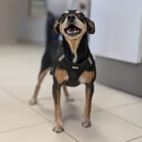 MICKEY, chien à adopter