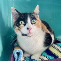 ZALA, chatte à adopter