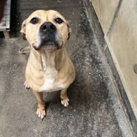 CHANEL, chienne à adopter