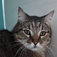 Angus, chat à adopter