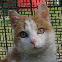 Caramel, chat à adopter