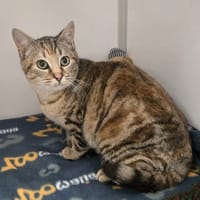 GABY, chatte à adopter