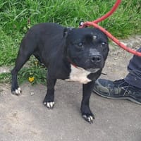 OVER, chienne à adopter