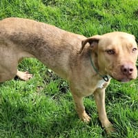 Timy, chien à adopter