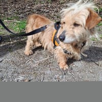 EZIO, chien à adopter