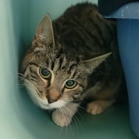 SOQUETTE, chatte à adopter