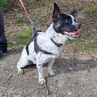 TROLL, chien à adopter