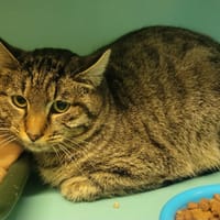 PEANUT, chat à adopter