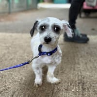 LEON VAA, chien à adopter