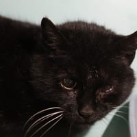 brindille, chatte à adopter