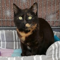 SHEVA, chatte à adopter