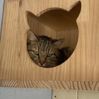 TAMINO, chat à adopter