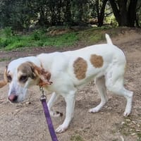 ISIS, chienne à adopter