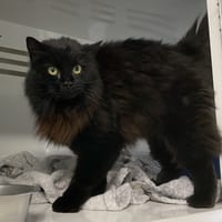 MIMI, chatte à adopter