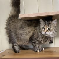 SEMIRAMIS, chatte à adopter