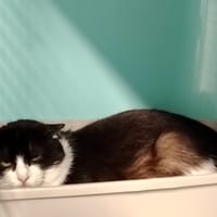 EMILE, chat à adopter