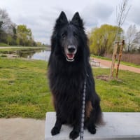 TALCO, chien à adopter