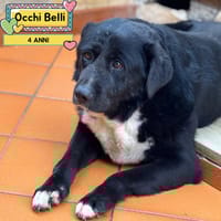 Occhi Belli, cane da adottare
