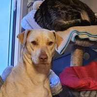 PHOENIX Croisée Labrador Femelle junior, chienne à adopter