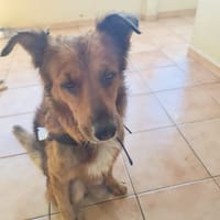 HEAVEN, mâle croisé créole, chien à adopter