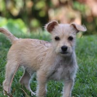 UBAC, chiot croisé terrier mâle, chien à adopter