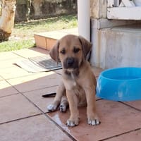 🐾 KLER, petite créole pleine de vie, cherche sa famille ! 🐾, chienne à adopter