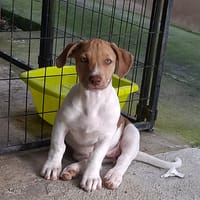 IVOIRE, chiot Berger Créole femelle, chienne à adopter