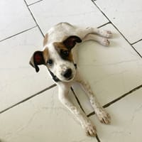 KIRBY, une boule d’amour à 4 pattes !, chienne à adopter