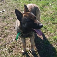 Aika, chienne à adopter