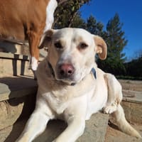 Nea, chienne à adopter