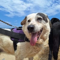 Katia, chienne à adopter