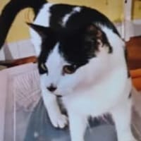 Yoko, chatte à adopter