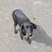 ALOE, chiot Berger Créole, femelle, chienne à adopter