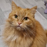 Rhapsodie, chat à adopter