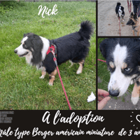 Nick, chien à adopter