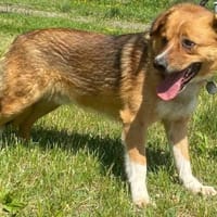 Fenek, pies do adopcji