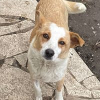 Lusa, chienne à adopter