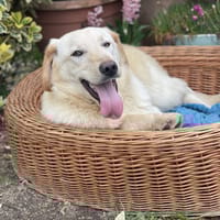 Pluto Laby Typ, Hund zur Adoption