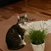 🌷Liebe Smiley sucht Zuhause🌷, Katze zur Adoption