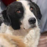 Lilo wartet in Deutschland, Hündin zur Adoption