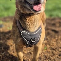 Roque sucht für immer Zuhause, Hund zur Adoption