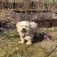 Bezaubernde Maria-Theresia, Hündin zur Adoption