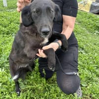 LYNN ❤🐾  ca 45cm, ruhig und liebenswer, Hündin zur Adoption