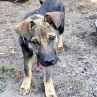Nano auf Pflegestelle in 29308 Winsen, Hund zur Adoption