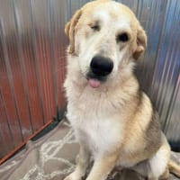 ISIS ❤🐾 hatte 100 Schutzengel, Hündin zur Adoption