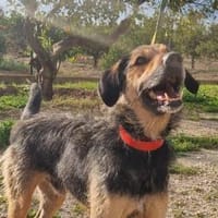 Quinqui - Zuhause gesucht, Hund zur Adoption