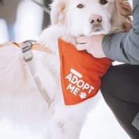 Wuschel Medo sucht seine Familie!, Hund zur Adoption