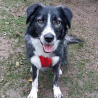 Anima, Schönheit sucht Körbchen, Hündin zur Adoption