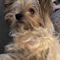 CHARLIE will geliebt werden, Hund zur Adoption